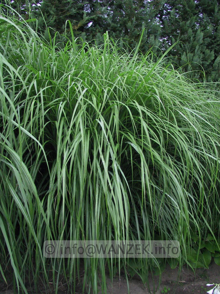 Miscanthus sinensis Red Star 03.jpg